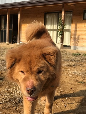 犬猫のホーム『ちえのわ』_f0242002_19151883.jpg