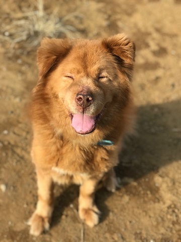 犬猫のホーム『ちえのわ』_f0242002_19153258.jpg