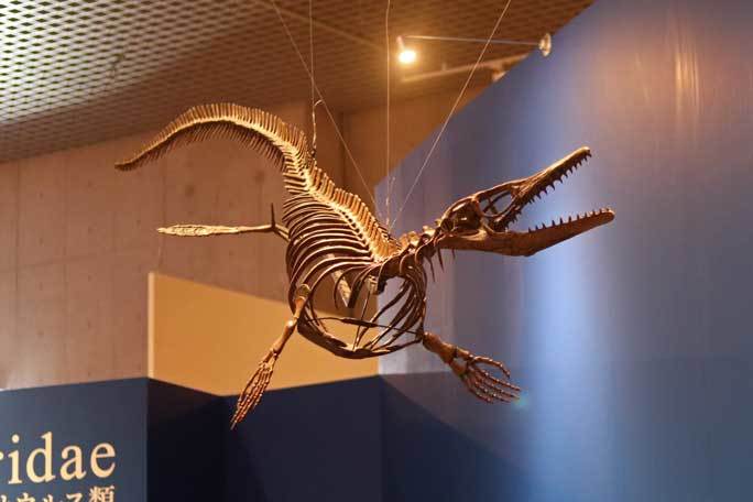 恐竜博19 フォスフォロサウルスとモササウルス類 続々 動物園ありマス
