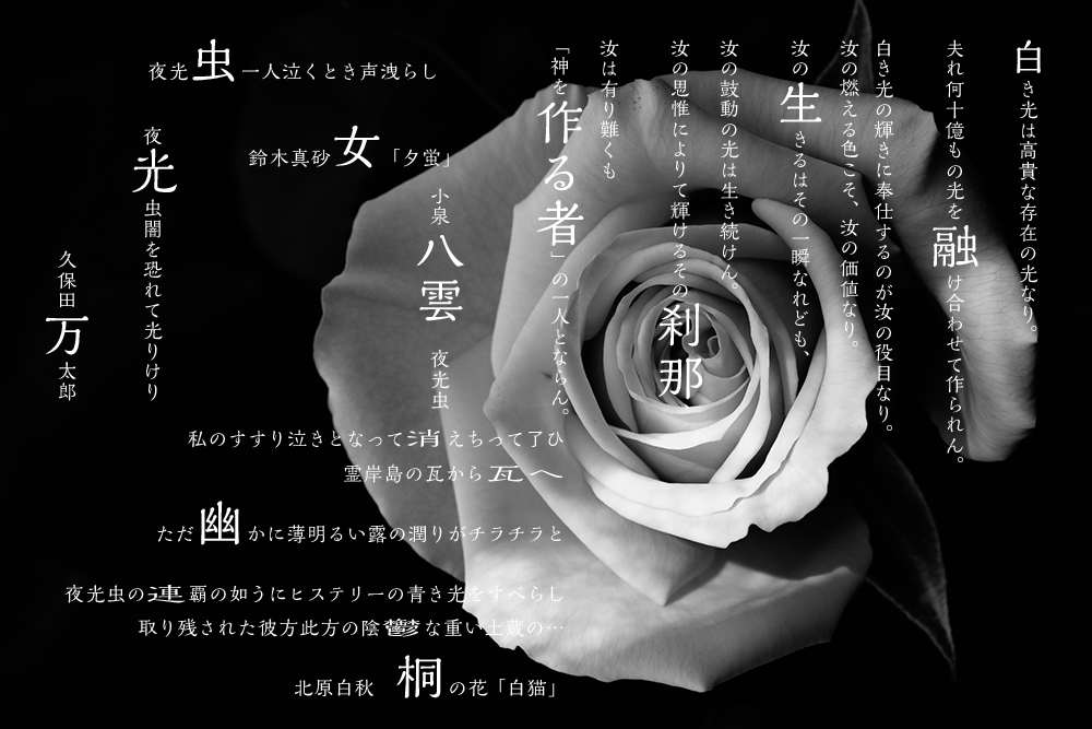 夜光貝 夜光虫_d0265224_18234582.jpg