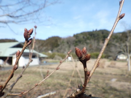 新年度行事案内公開。スミレの花も、、。_a0123836_17072220.jpg