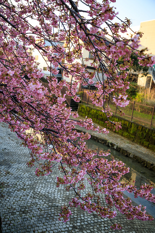 Prologue 2020桜咲く京都 淀水路の河津桜_f0155048_05925.jpg