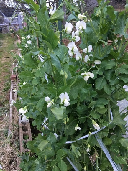 スナップエンドウの花 短歌 エッセー