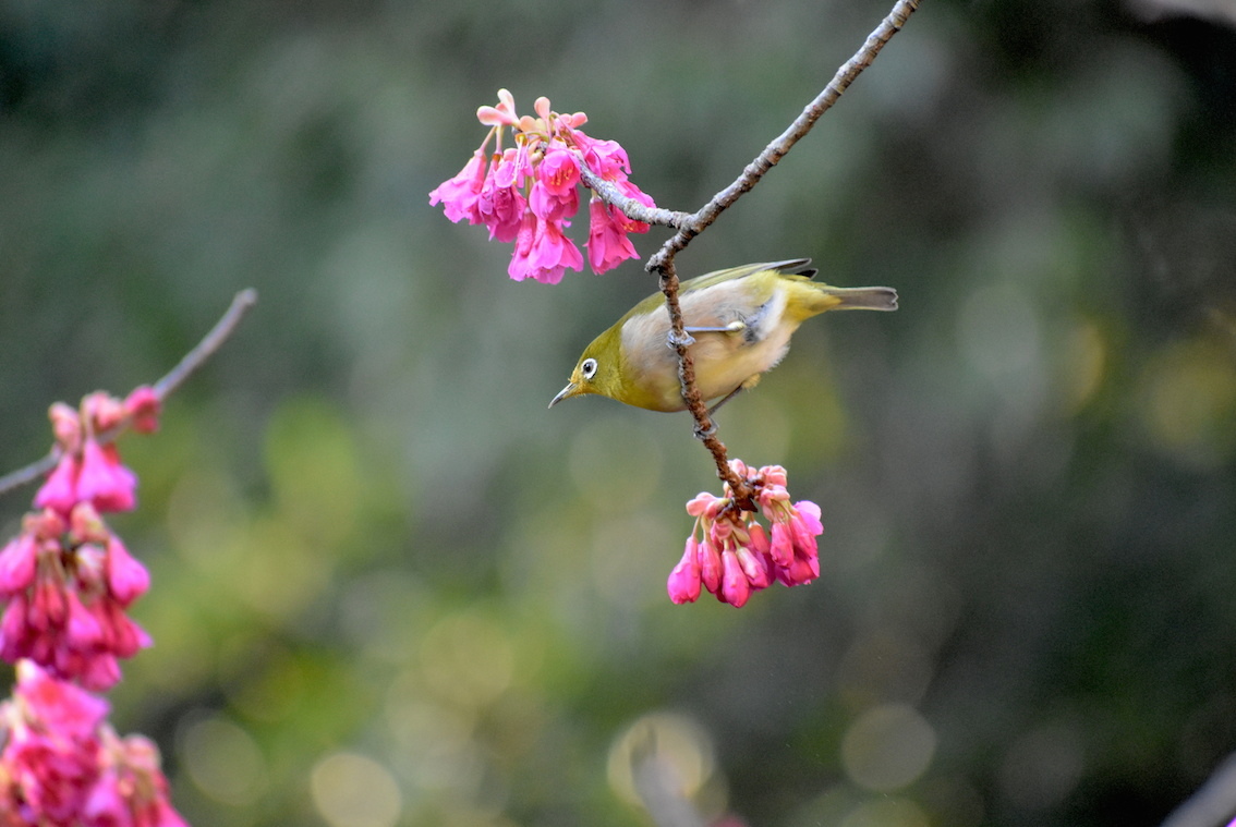 先駆けて咲く桜_e0414863_20052207.jpg