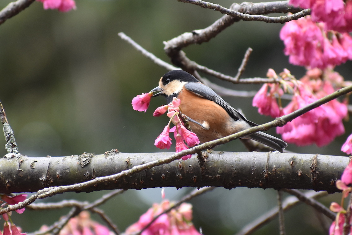 先駆けて咲く桜_e0414863_20075474.jpg