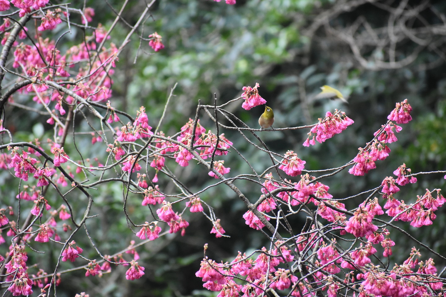 先駆けて咲く桜_e0414863_20081706.jpg