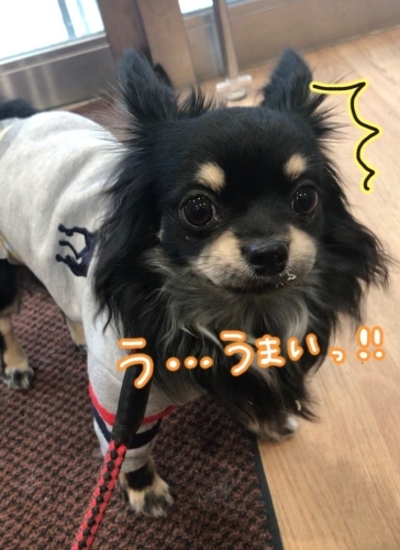 初めまして❀❀_f0357682_03102221.jpg
