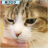 猫のいる会議室_a0389088_04085821.jpg