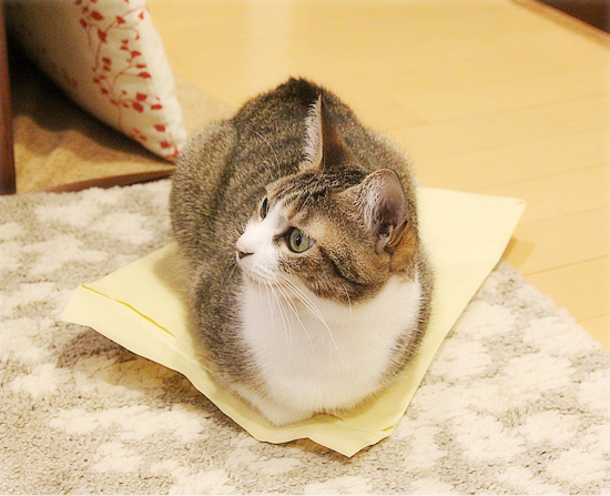 猫のいる会議室_a0389088_04141021.jpg