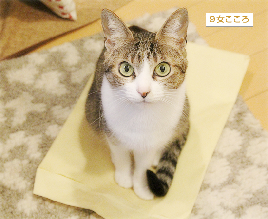 猫のいる会議室_a0389088_04141062.jpg