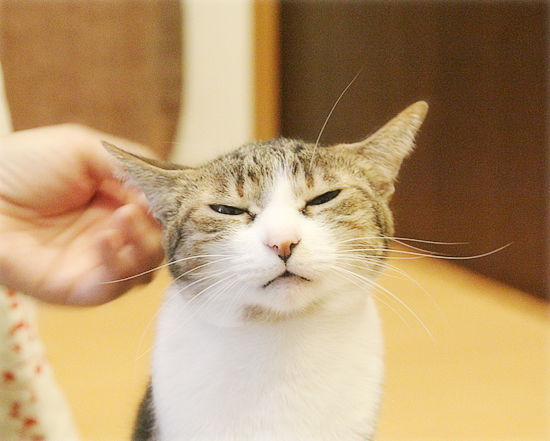 猫のいる会議室_a0389088_04141074.jpg