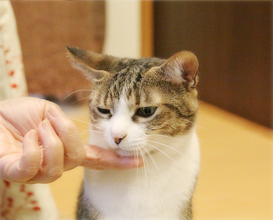 猫のいる会議室_a0389088_04141078.jpg