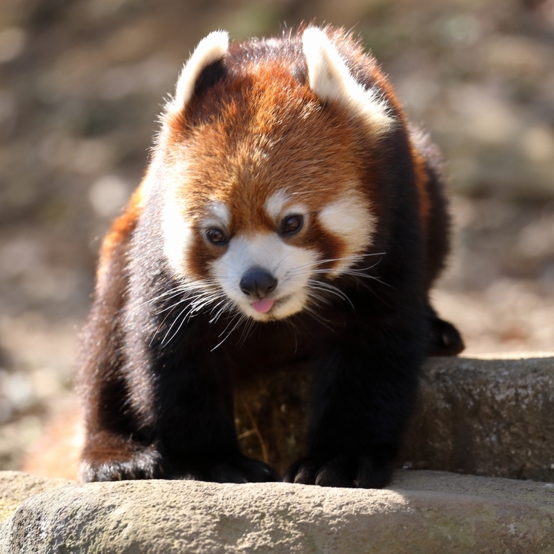 走るレッサーパンダ １歳７ヵ月のズン君 旅プラスの日記
