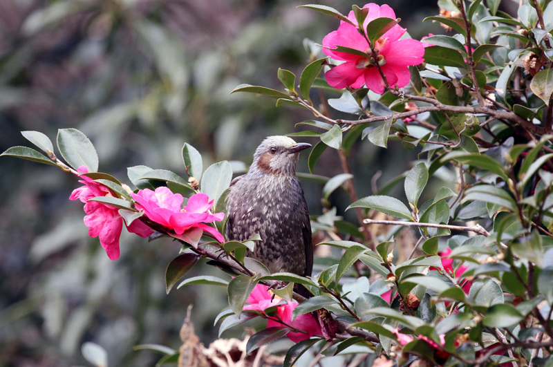 山茶花とヒヨドリ_c0248106_08572839.jpg