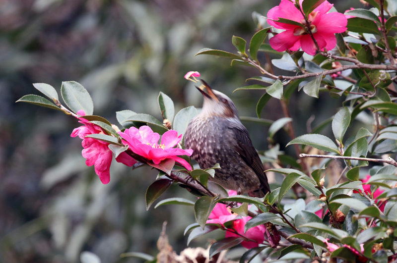 山茶花とヒヨドリ_c0248106_08581499.jpg