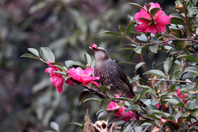 山茶花とヒヨドリ_c0248106_08584166.jpg