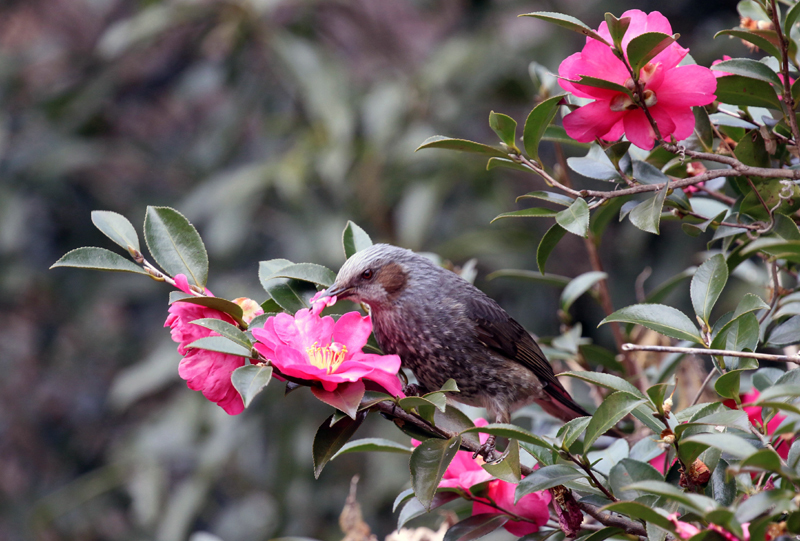 山茶花とヒヨドリ_c0248106_08591343.jpg