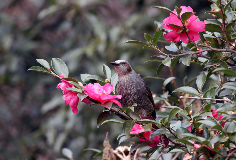 山茶花とヒヨドリ_c0248106_08593720.jpg