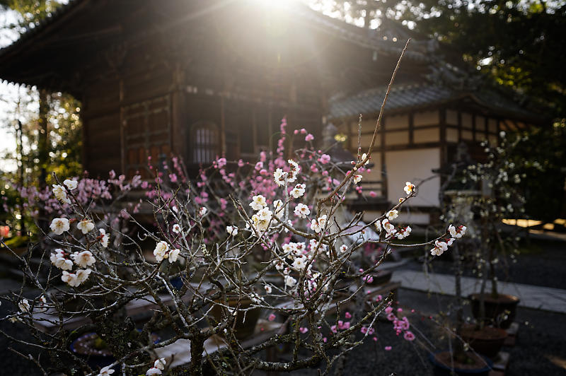 春の花咲く山@石山寺_f0032011_21012906.jpg