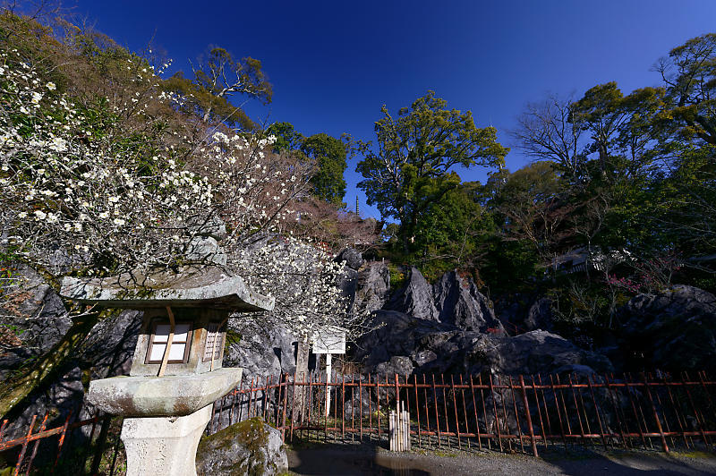 春の花咲く山@石山寺_f0032011_21013020.jpg