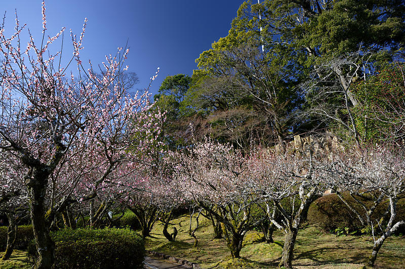 春の花咲く山@石山寺_f0032011_21013026.jpg