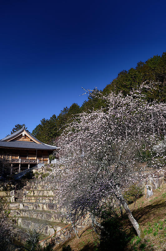 春の花咲く山@石山寺_f0032011_21013081.jpg