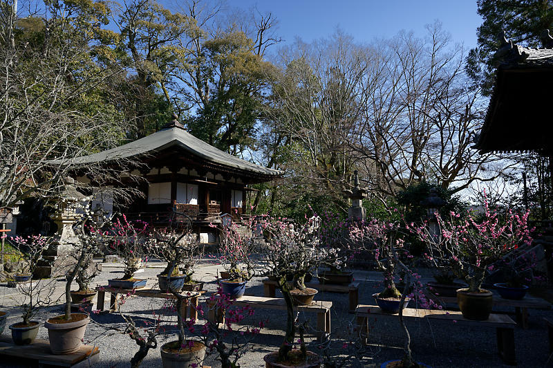 春の花咲く山@石山寺_f0032011_21013159.jpg