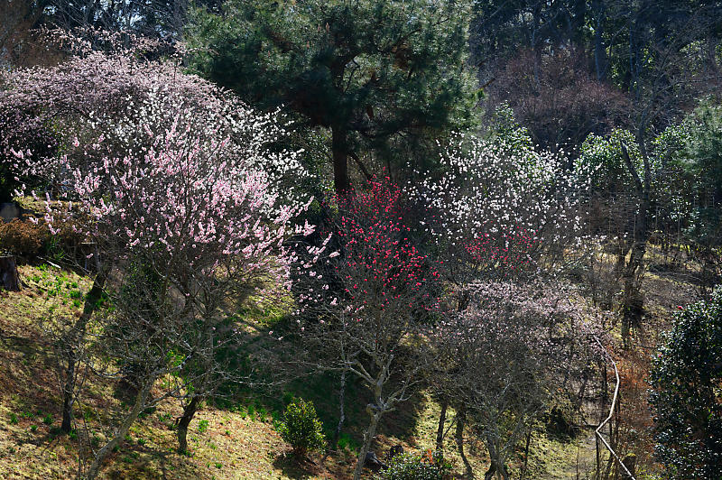 春の花咲く山@石山寺_f0032011_21140065.jpg