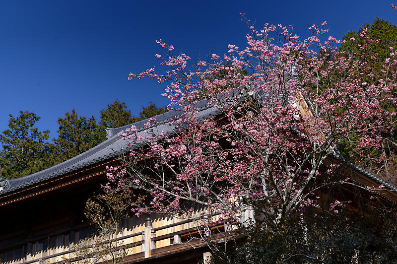 春の花咲く山@石山寺_f0032011_21171518.jpg