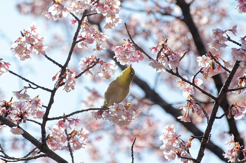 春の花咲く山@石山寺_f0032011_21171671.jpg