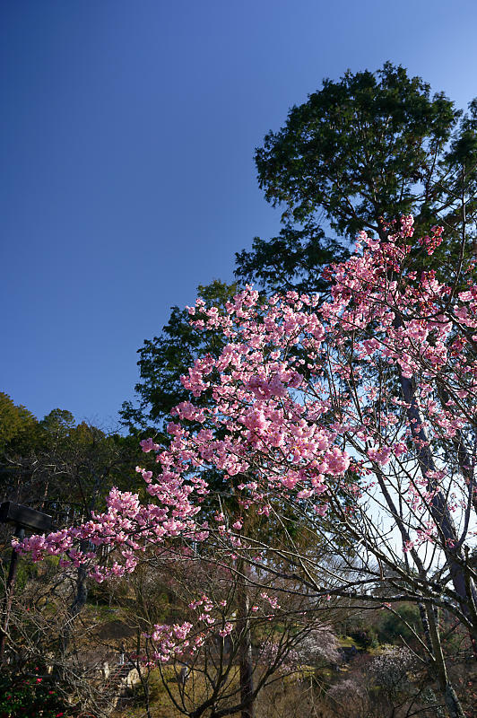 春の花咲く山@石山寺_f0032011_21194327.jpg