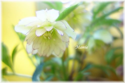 花雛_d0387712_22174825.jpg