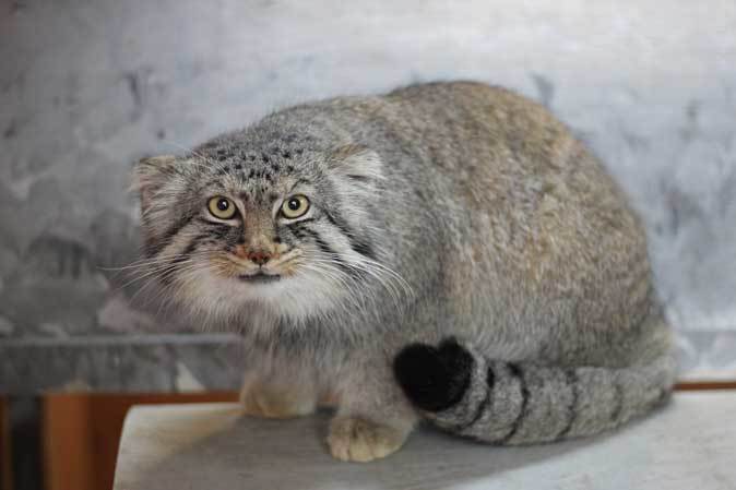 マヌルネコ「ロータス」百面相（埼玉県こども動物自然公園 April 2019