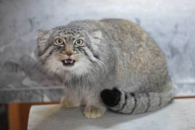 マヌルネコ「ロータス」百面相（埼玉県こども動物自然公園 April 2019