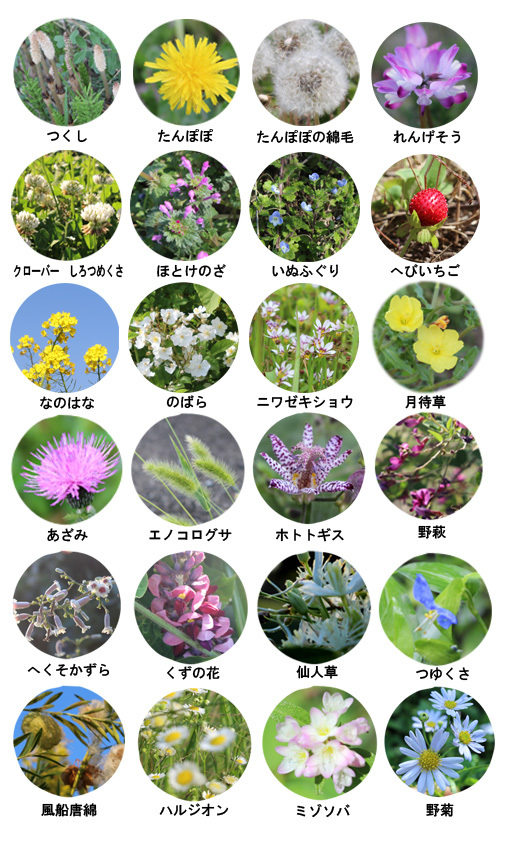 野の花図鑑 Miemie Art ココロの景色