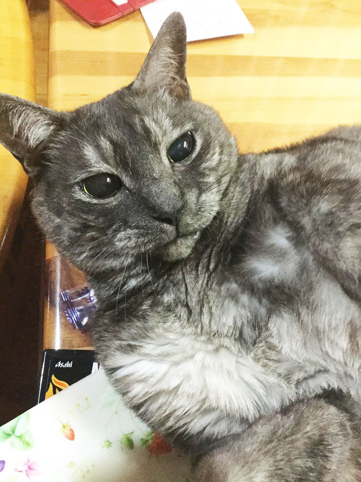 猫の日。今年もおめでとう^^_a0021523_14033226.jpg