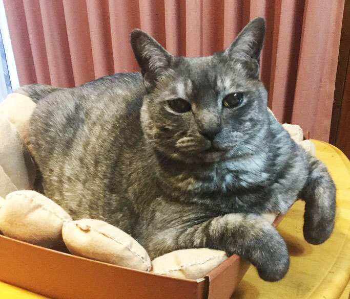 猫の日。今年もおめでとう^^_a0021523_14033248.jpg