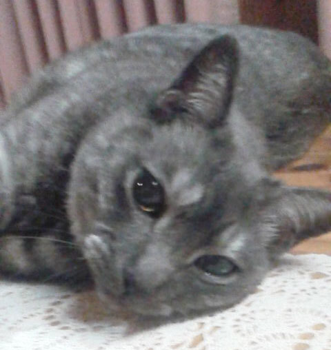 猫の日。今年もおめでとう^^_a0021523_14033308.jpg