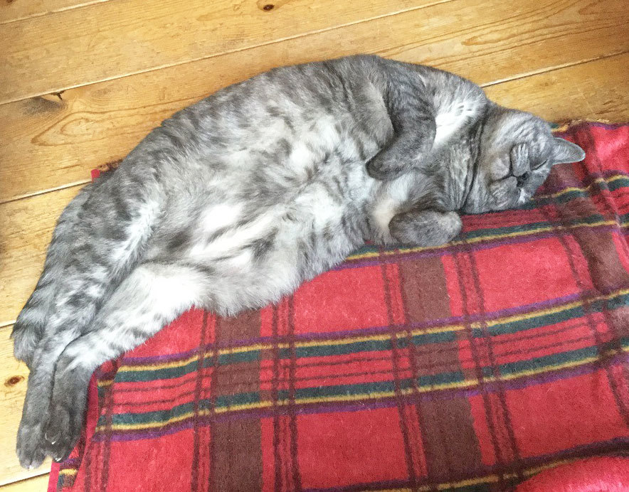 猫の日。今年もおめでとう^^_a0021523_14033319.jpg
