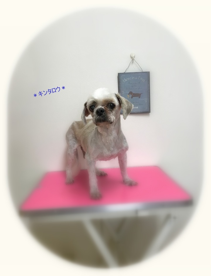 キンタロウ君4兄妹_a0315823_19570037.jpg