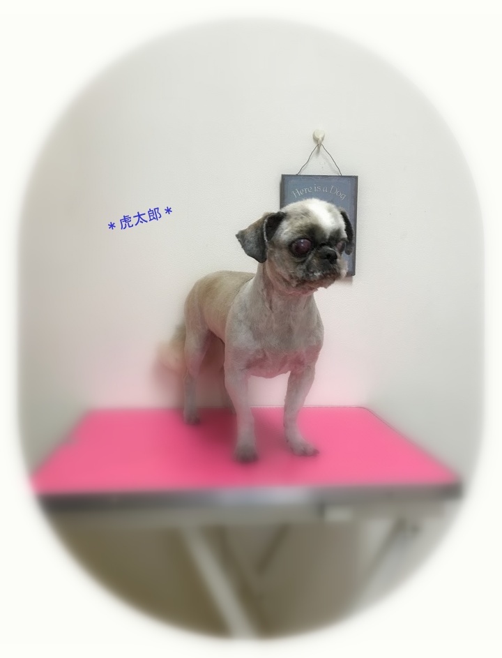 キンタロウ君4兄妹_a0315823_19571604.jpg