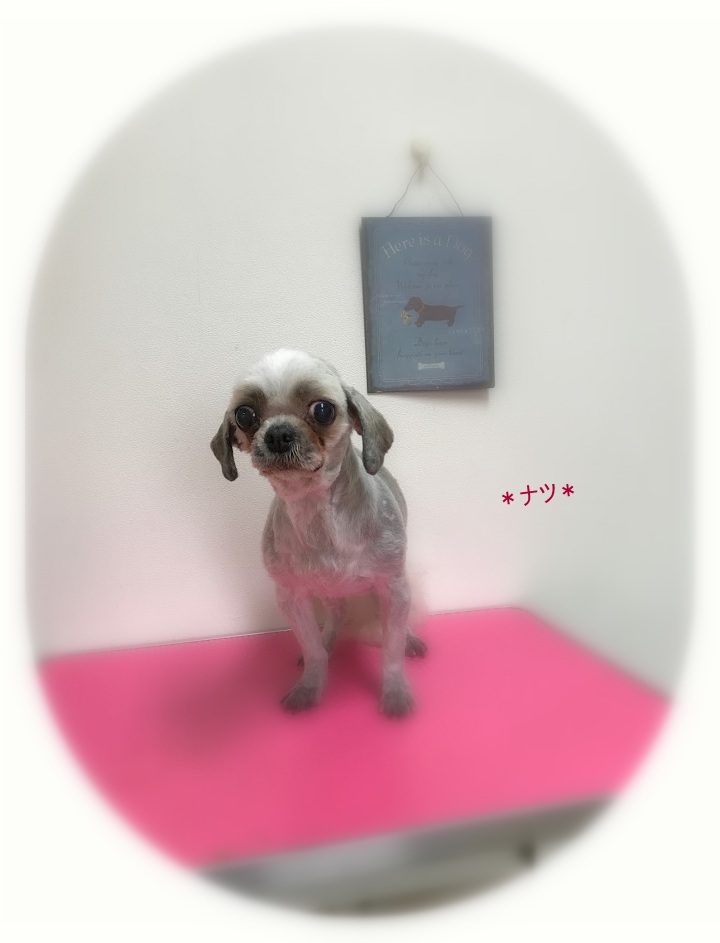 キンタロウ君4兄妹_a0315823_19572598.jpg
