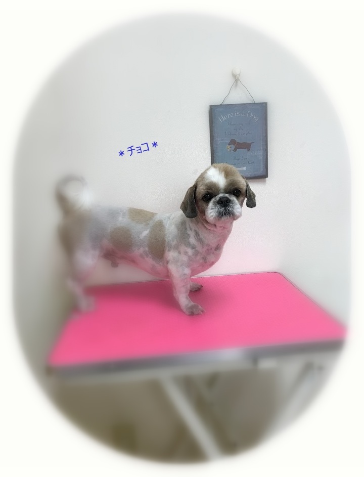 チョコちゃん_a0315823_20024584.jpg