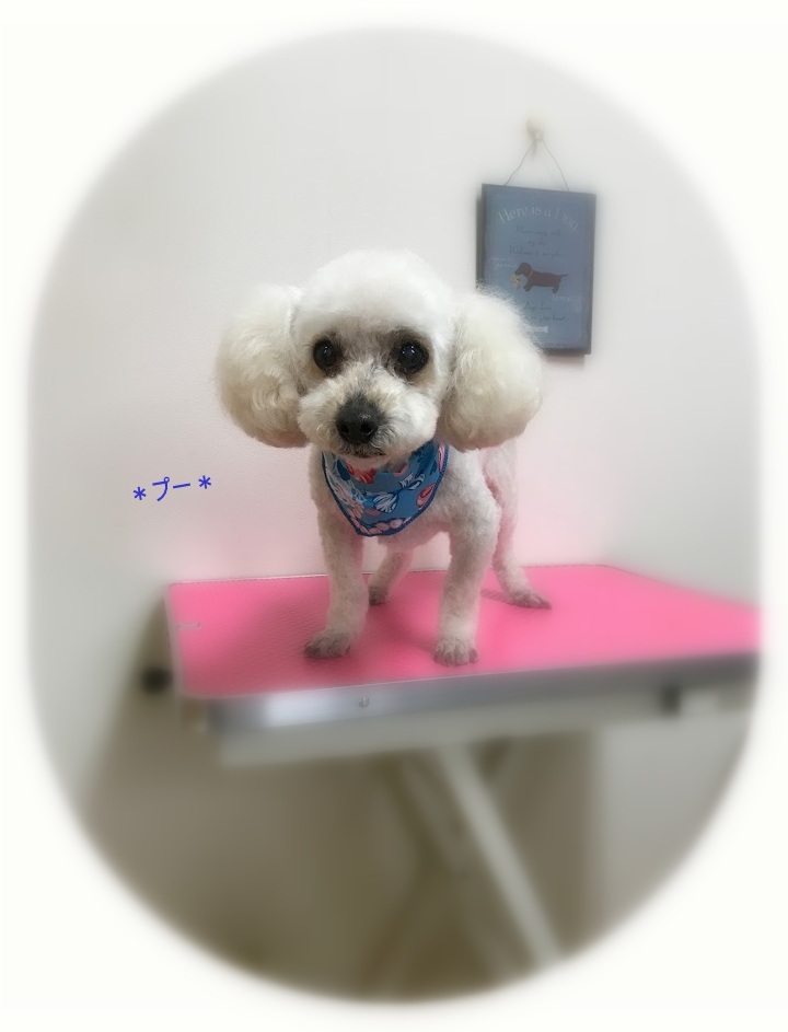 プーくん_a0315823_20025335.jpg