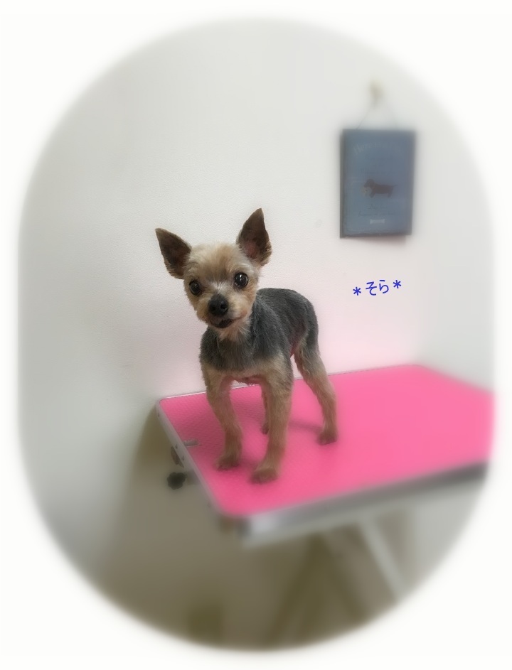そらちゃん_a0315823_20030159.jpg