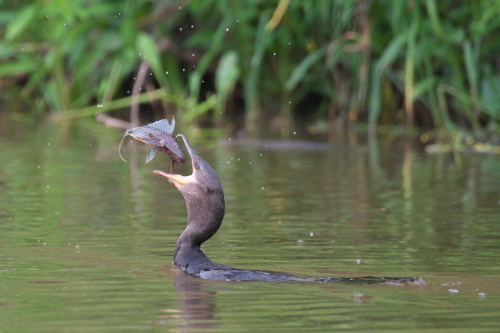 アマゾン川 ペルー の野鳥と動物 Oto のphoto Gallery アマゾン川 ペルー の野鳥と動物 Oto のphoto Gallery