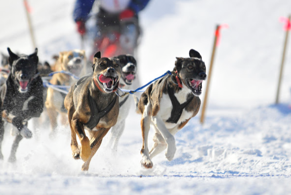 犬ぞりの短距離レース開幕！_b0135948_00573549.png