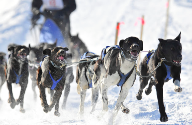 犬ぞりの短距離レース開幕!_b0135948_00575016.png