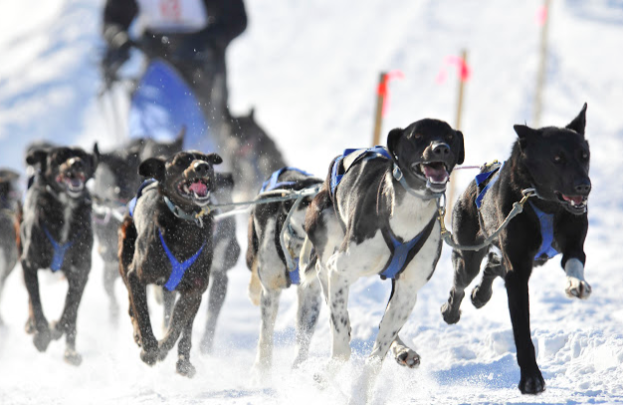 犬ぞりの短距離レース開幕！_b0135948_00575016.png