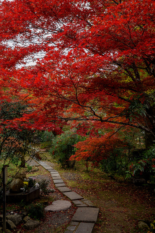 紅葉が彩る京都2019　彩秋（直指庵）_f0155048_0411956.jpg